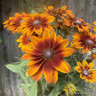 Rudbeckia Sunburst