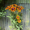 Rudbeckia Sunburst
