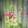 Salvia 'Jemima Gem'