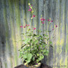 Salvia 'Jemima Gem'