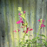 Salvia 'Jemima Gem'