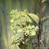 Hydrangea paniculata 'Framboisine'