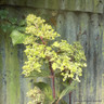 Hydrangea paniculata 'Framboisine'