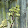 Hydrangea paniculata 'Framboisine'