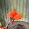 Canna 'Tropicanna Black'
