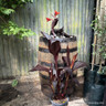 Canna 'Tropicanna Black'