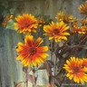 Heliopsis 'Funky Spinner'