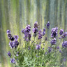 Lavandula angustifolia (English Lavender)