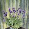 Lavandula angustifolia (English Lavender)