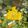 Meconopsis cambrica 1ltr