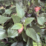 Salvia 'Ember's wish'