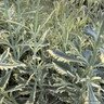 Lavender 'Platinum Blonde' 7.5L