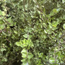 Lonicera nitida 'Copper Glow'