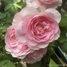 Rose 'The Ancient Mariner' ( David Austin) 4L