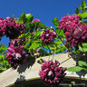 Clematis vit. purpurea elegans 2L