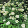 Hydrangea Silver Dollar 10L