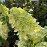 Hydrangea Silver Dollar 10L