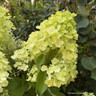 Hydrangea Silver Dollar 10L