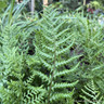 Dryopteris austriaca 'Lepidota Crispa Cristata' 3L