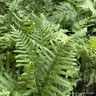 Dryopteris filix mas 'Furcans' 3L
