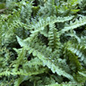 Dryopteris affinis 'Pinderi' 3L