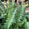 Dryopteris affinis 'Pinderi' 3L