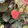 Strawberry OFFER