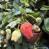Trailing strawberry basket