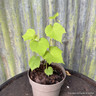 Vitis 'Muscat of Alexandria' - Grape vine