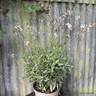 Gaura 'Rosy Jane' 5L