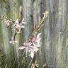 Gaura 'Rosy Jane' 5L