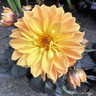 Orange Dahlias
