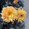 Orange Dahlias