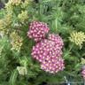 Achillea Desert Eve 2L