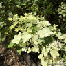 Hydrangea paniculata 'Confetti'