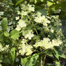 Hydrangea paniculata 'Confetti'