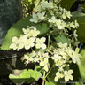 Hydrangea paniculata 'Confetti'
