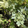 Hydrangea paniculata 'Confetti'