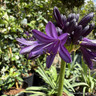 Agapanthus 'Regal Beauty' 7.5L