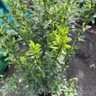 Euonymus japonicus 'Green Spire'