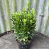 Euonymus japonicus 'Green Spire'