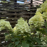 Hydrangea paniculata 'Little Hottie' 10L