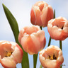 Tulip 'Ollioules'
