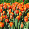 Tulip 'Princess Irene'