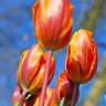Tulip 'Princess Irene'