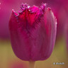 Tulip 'Curly Sue'