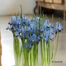 Iris ret. 'Cantab' (species) bulbs