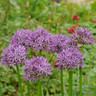 Allium 'Aflatunense'