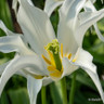 Tulip 'Tres Chic'