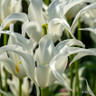 Tulip 'Tres Chic'